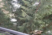 Просторная студия в 200 метрах от пляжа Святом Власе